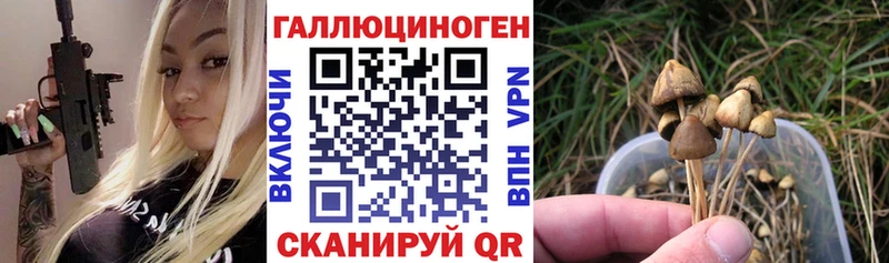 магазин    Хасавюрт  Галлюциногенные грибы Magic Shrooms 